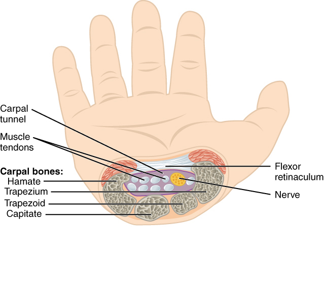 The carpal tunnel and median nerve