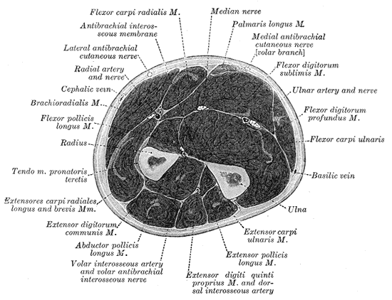 Cross-section of the forearm showing the radius and ulna