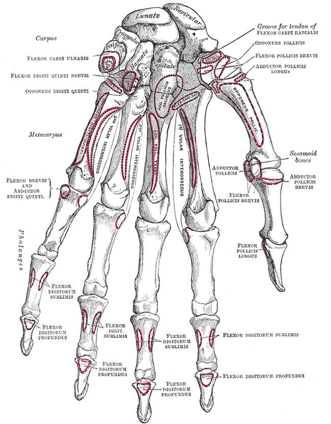 Bones of the hand, palmar view