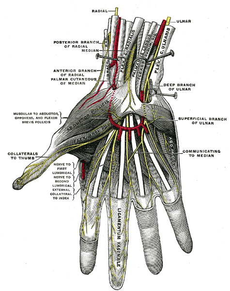 Nerves of the palm of the hand