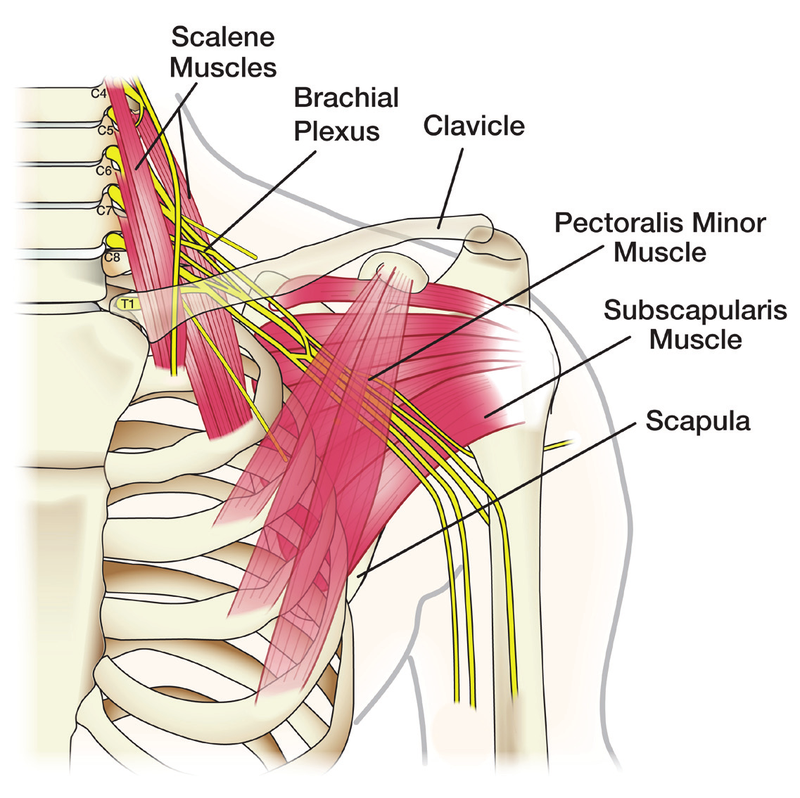 Anatomy of the brachial plexus: a network of nerves passing between the neck, the clavicle, and the shoulder