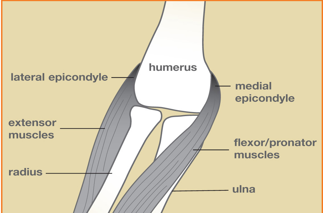 Elbow anatomy showing the lateral epicondyle on the outside and medial epicondyle on the inside