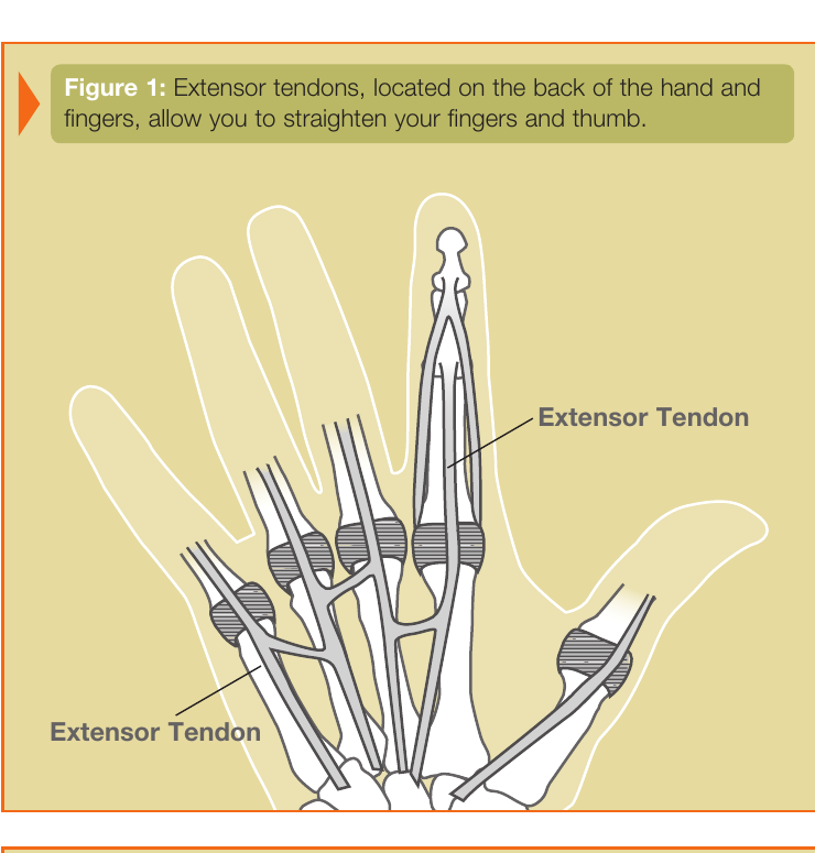 Extensor tendons on the back of the hand and fingers that allow the fingers and thumb to straighten