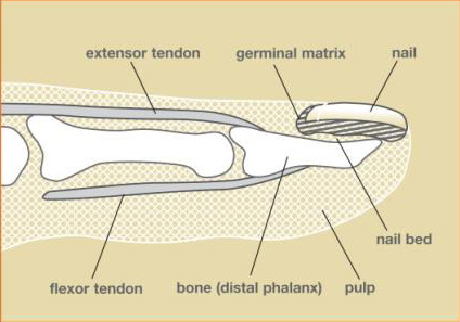 Labeled anatomy of a fingertip showing nail, nail bed, pulp, bone, and extensor and flexor tendons