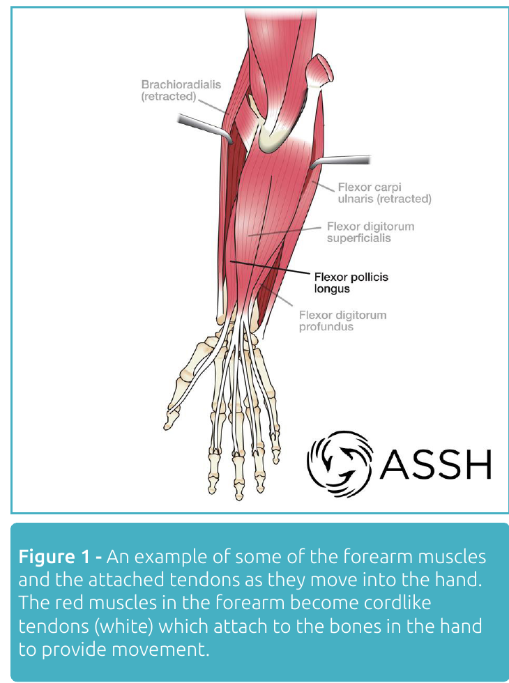 Anatomy of the forearm flexor muscles and tendons extending into the hand
