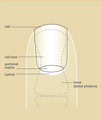 Top view of a fingernail showing nail plate, lunula, cuticle, and surrounding skin folds