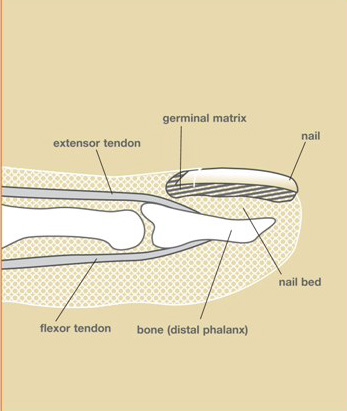 Side view cross-section of a fingertip showing nail, nail bed, germinal matrix, and distal phalanx bone