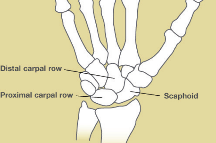 Illustration of the wrist bones showing the proximal and distal carpal rows, with the scaphoid labeled at the base of the thumb