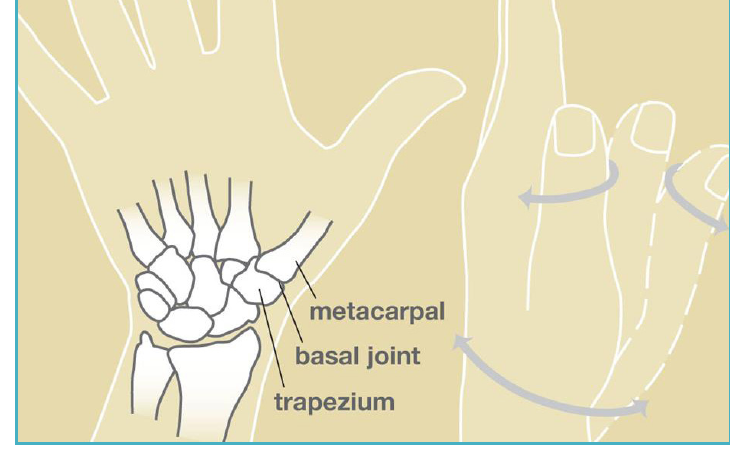 Illustration of the base of the thumb showing the trapezium, the basal joint, and the thumb metacarpal